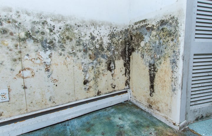 residential mold removal experts in Vallejo